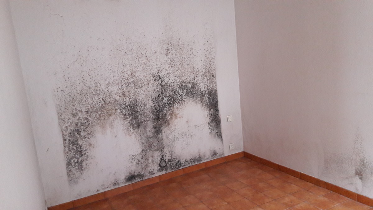 Moisissures - Expertise humidité à Avignon